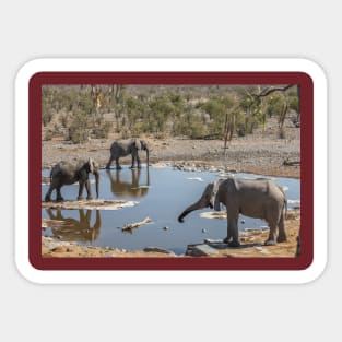 Namibia. Etosha National Park. Elephants at Waterhole. Sticker